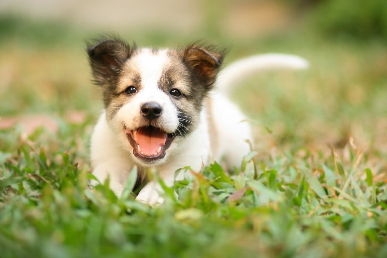 A happy puppy running towards the camera through long grass